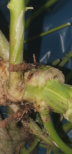Growreport Bild 15
