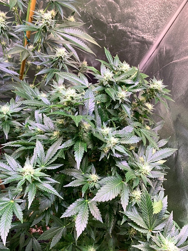 Growreport Bild 6