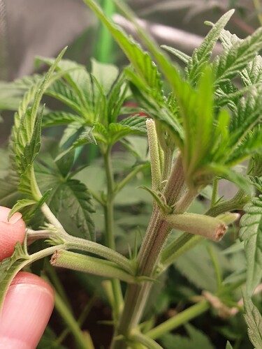 Growreport Bild 5