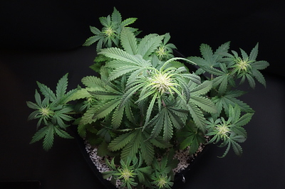 Growreport Bild 6