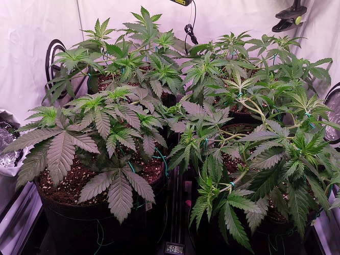 Growreport Bild 3