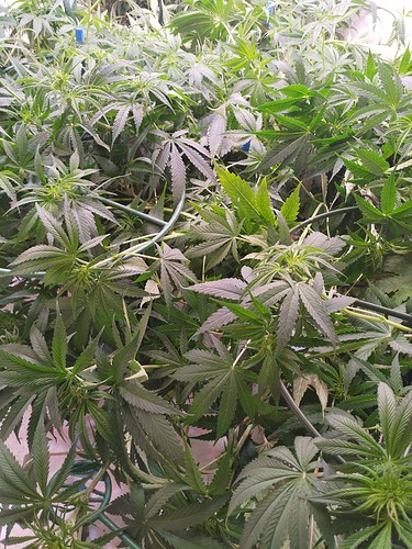 Growreport Bild 11