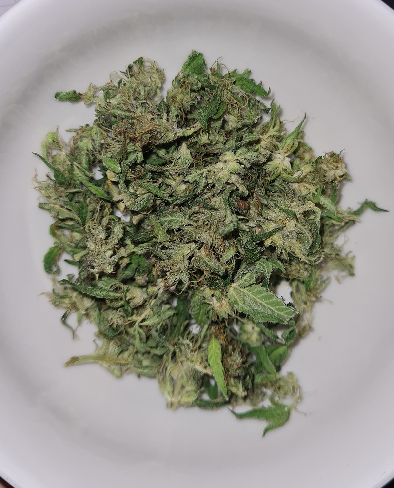 Erster Grow (Royal Gorilla)