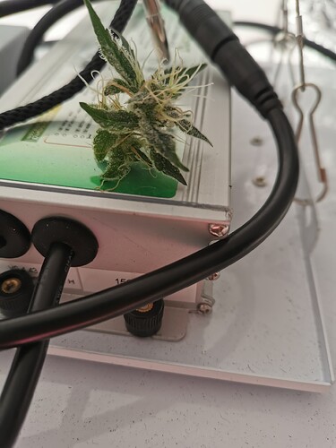 Growreport Bild 6