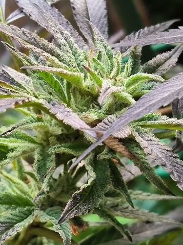 Growreport Bild 2