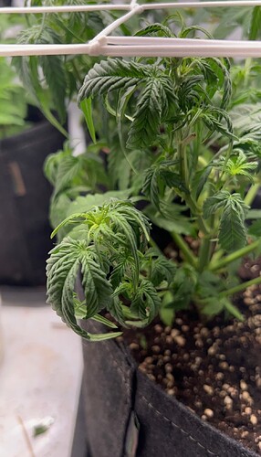 Growreport Bild 1