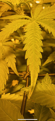 IMG_0261.PNG