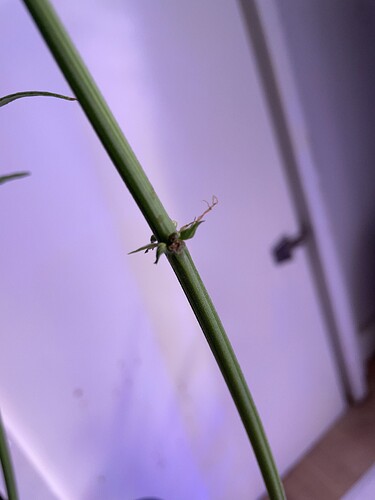 Growreport Bild 6