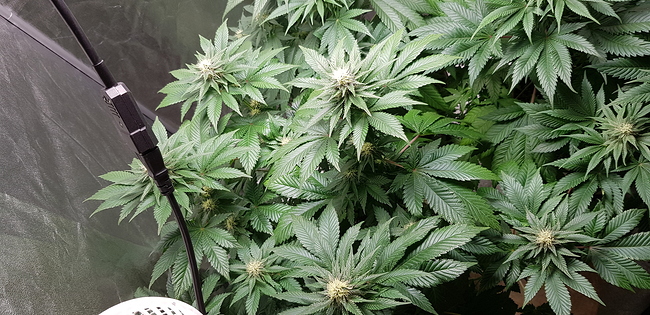 Growreport Bild 2