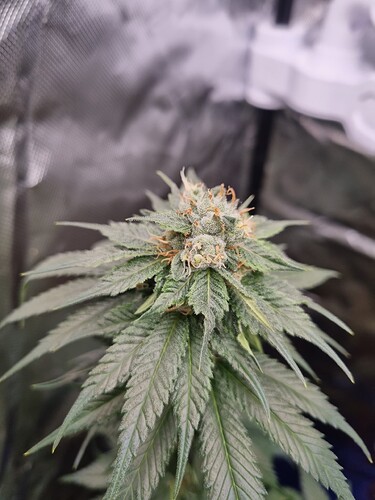 Growreport Bild 6