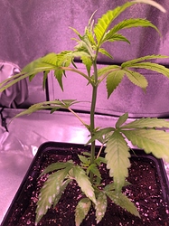 Growreport Bild 4