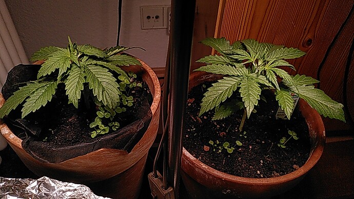 Growreport Bild 3