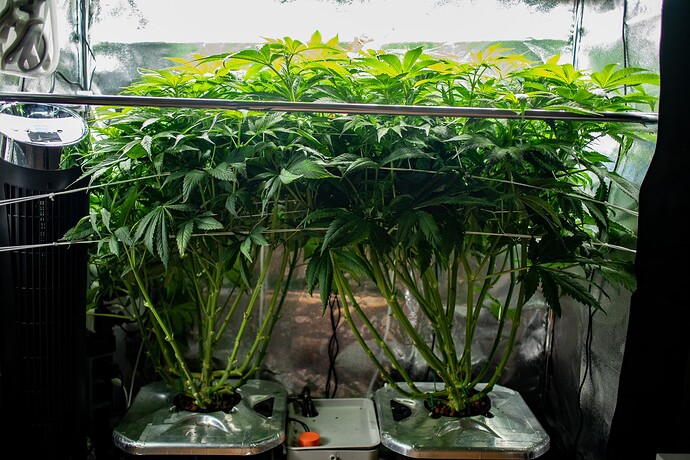 Growreport Bild 1