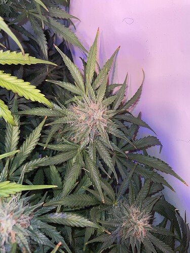 Growreport Bild 2