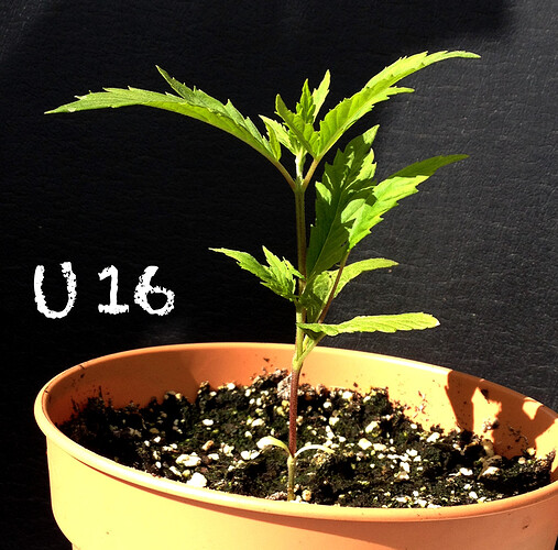 Growreport Bild 21