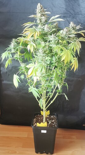 Growreport Bild 5