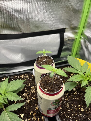 Growreport Bild 7