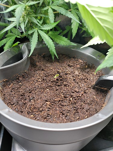 Growreport Bild 4