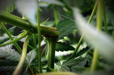 Growreport Bild 13