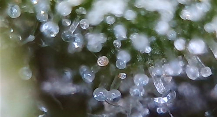 Growreport Bild 2