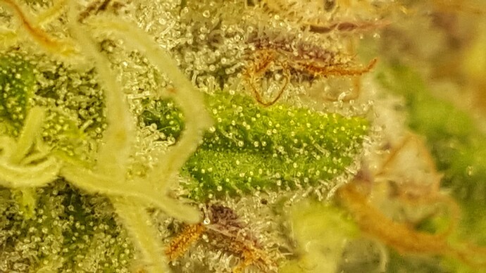 Growreport Bild 6