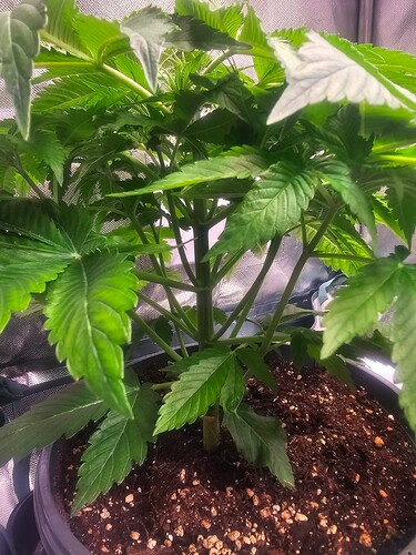 Growreport Bild 13