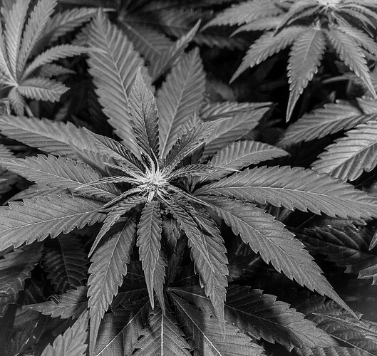 Growreport Bild 4