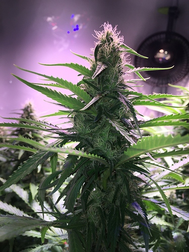 Growreport Bild 2