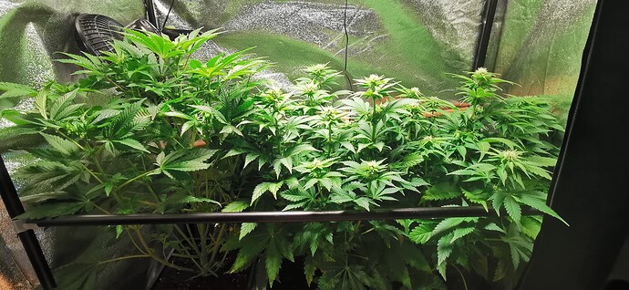Growreport Bild 16