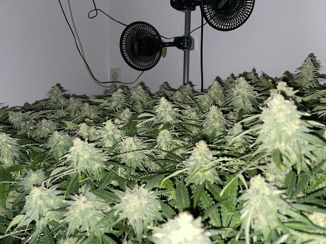 Growreport Bild 13