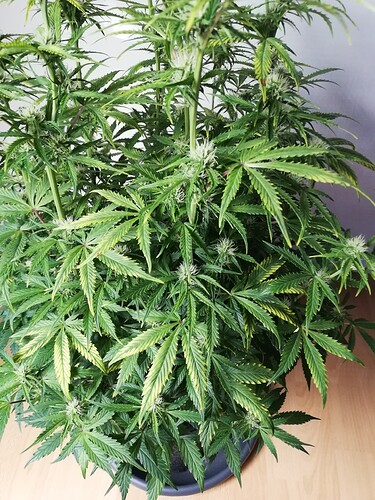 Growreport Bild 8