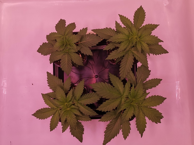 Growreport Bild 1