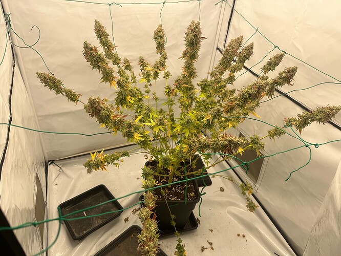 Growreport Bild 7