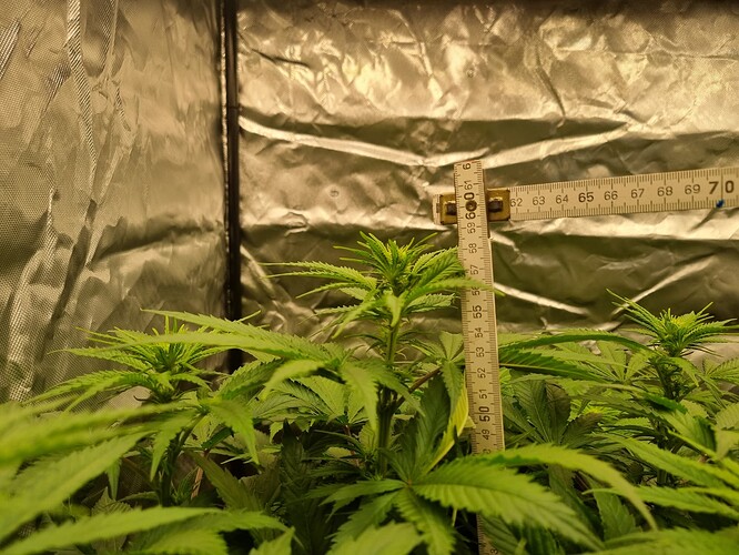 Growreport Bild 21