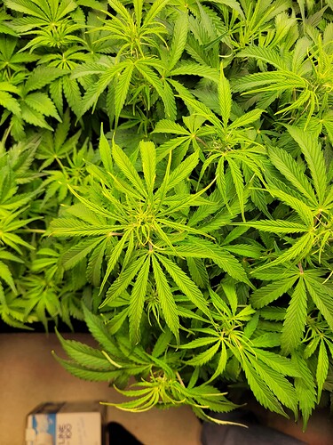 Growreport Bild 4