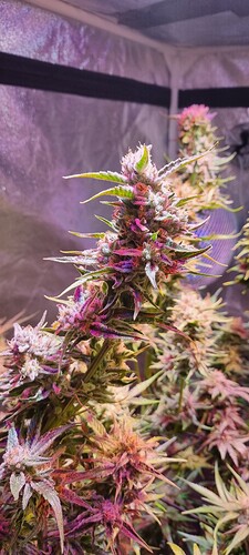 Growreport Bild 7