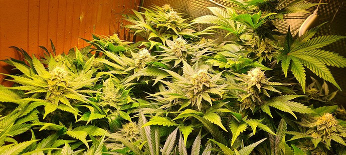 Mehrere blühende Cannabispflanzen mit dicken, saftigen Buds in einem Zelt.