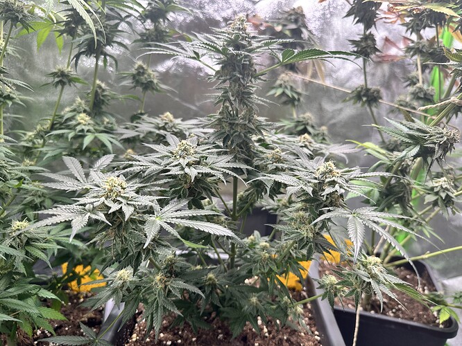 Growreport Bild 31