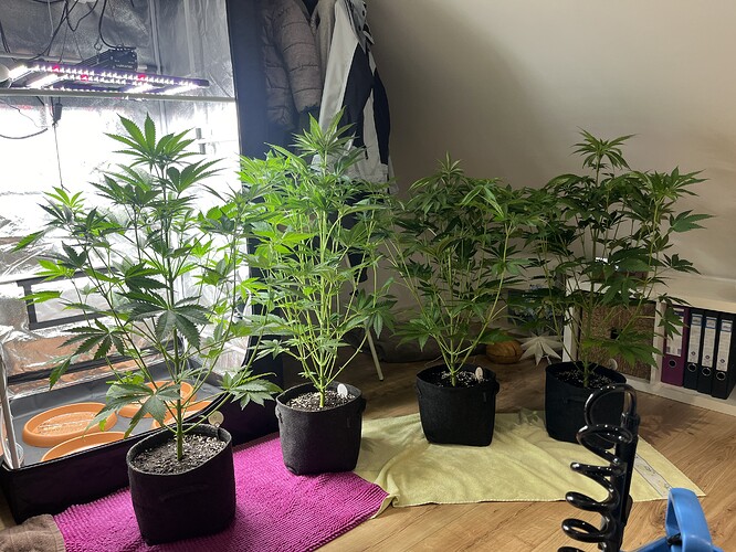 Growreport Bild 2