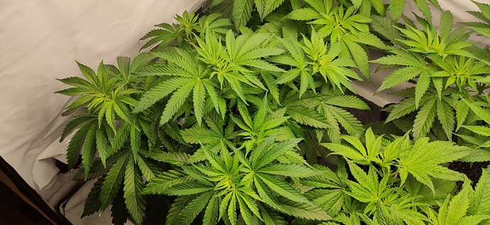 Growreport Bild 8