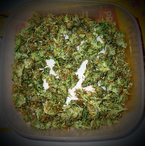 Growreport Bild 1