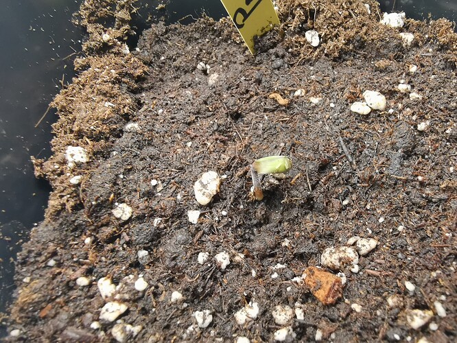 Growreport Bild 3