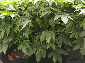 Growreport Bild 21