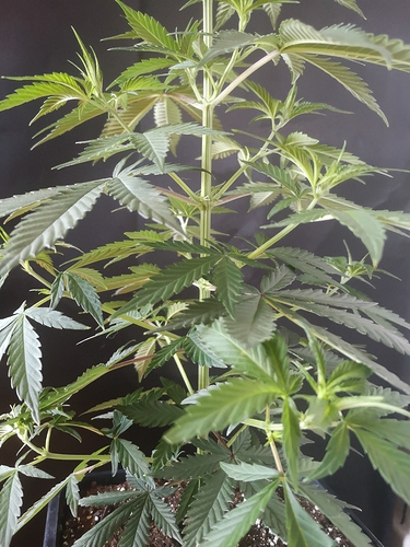 Growreport Bild 1