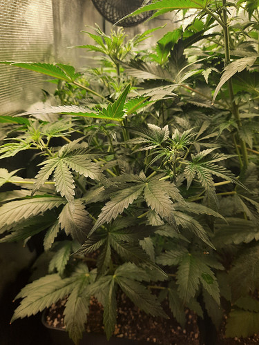 Growreport Bild 4