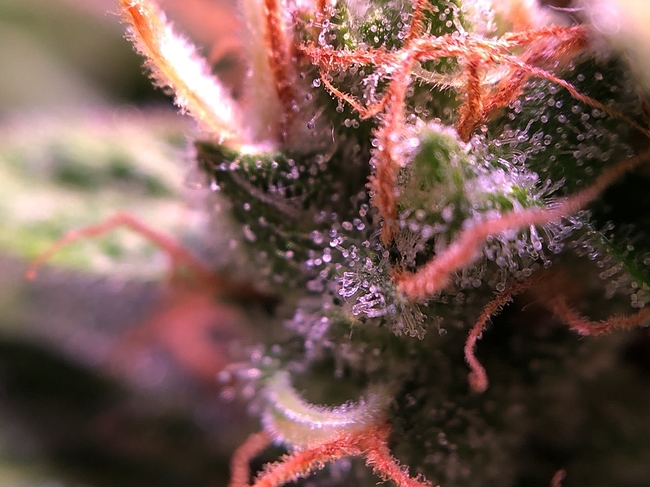 Growreport Bild 6