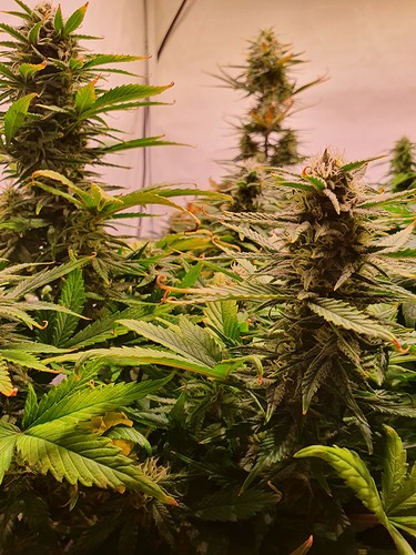 Growreport Bild 7