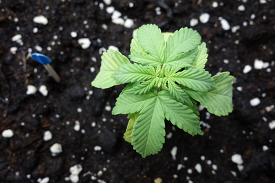 Ein junger Cannabis-Sämling mit mehreren Blättern, der in dunkler Erde mit weißen Perlitpartikeln wächst. Ein kleiner blauer Markierungsstab ist links im Bild zu sehen.