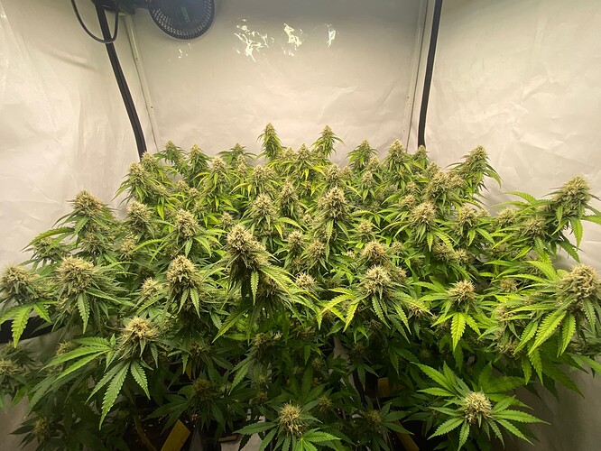 Growreport Bild 1