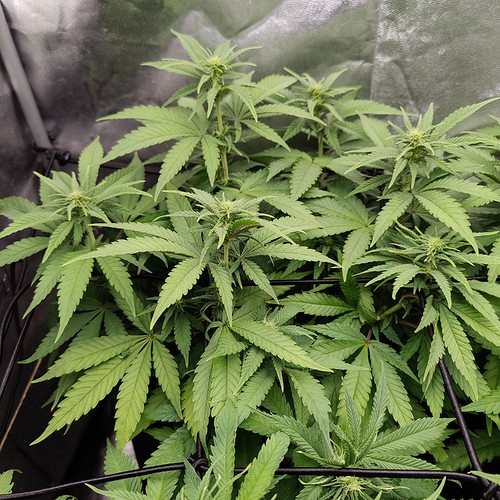 Growreport Bild 7